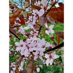 Svartplommon, Prunus Cistena -Hot Sale Wexthuset Store svartplommon blomma LL