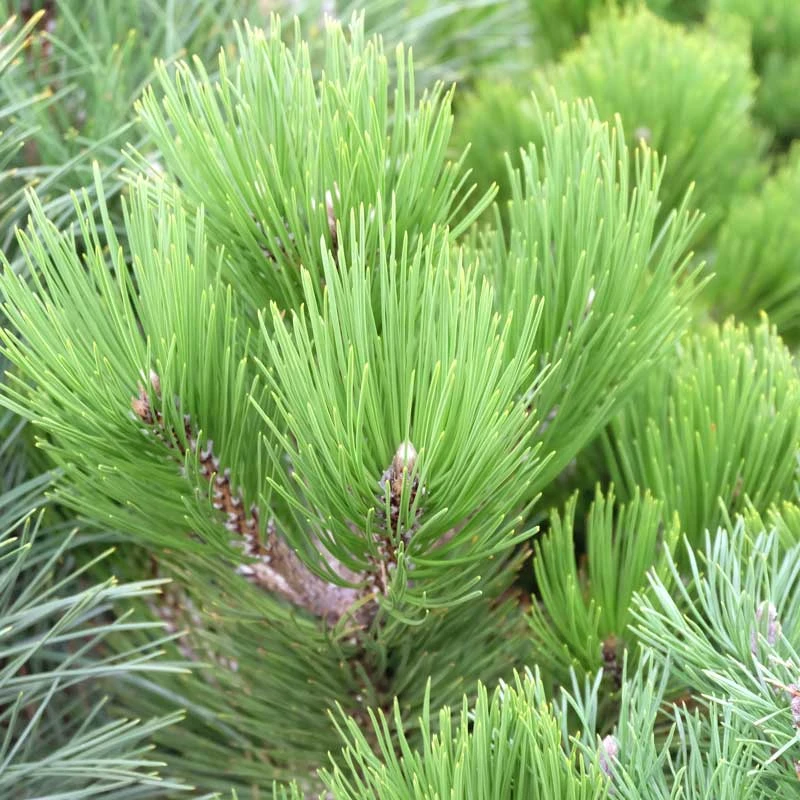 Svarttall 'Green Tower', 5-pack 4 Svarttall 'Green Tower', 5-pack - Image 2