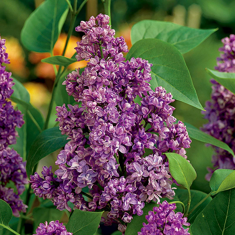 Syren, Syringa Vulgaris Charles Joly' 3 Syren, Syringa Vulgaris Charles Joly'
