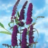 Syrenbuddleja 'Black Knight' -Hot Sale Wexthuset Store syrenbuddleja buddleja davidii black knight