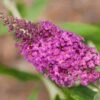 Buddleja 'Miss Ruby', 3-pack