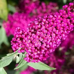 Buddleja 'Miss Ruby', 3-pack -Hot Sale Wexthuset Store syrenbuddleja fjarilsbuske miss ruby 2