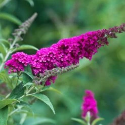 Buddleja 'Miss Ruby', 3-pack -Hot Sale Wexthuset Store syrenbuddleja fjarilsbuske miss ruby 3