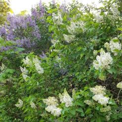 Syren Lila 50-80 Cm, 100-pack -Hot Sale Wexthuset Store syrenhack med bla och vita syrener 1