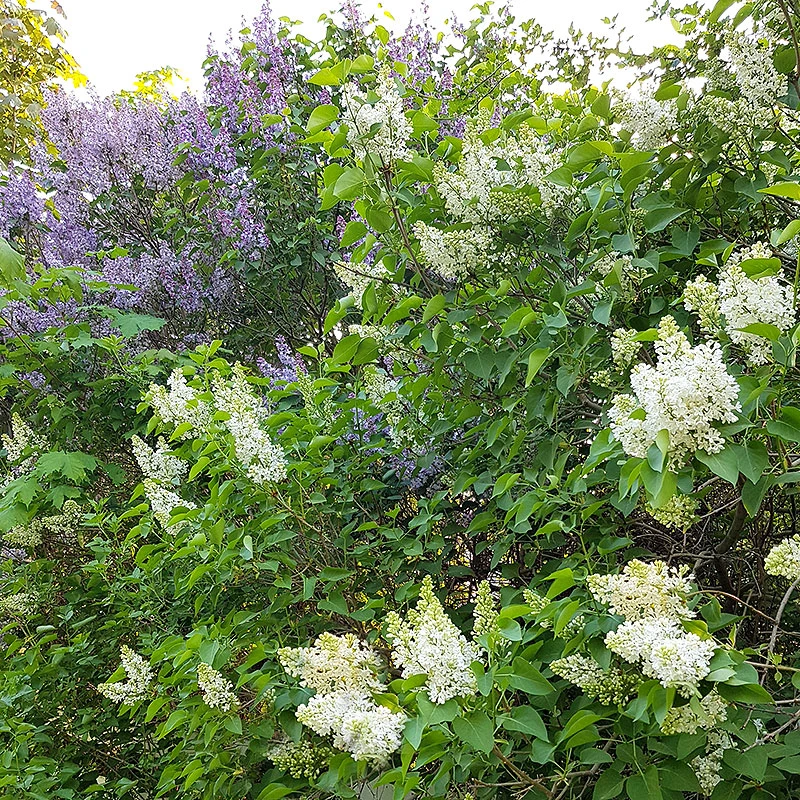 Syren Lila 30-50 Cm, 10-pack 8 Syren Lila 30-50 Cm, 10-pack - Image 6