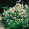 Syrenhortensia -Hot Sale Wexthuset Store syrenhortensia hydranea paniculata grandiflora