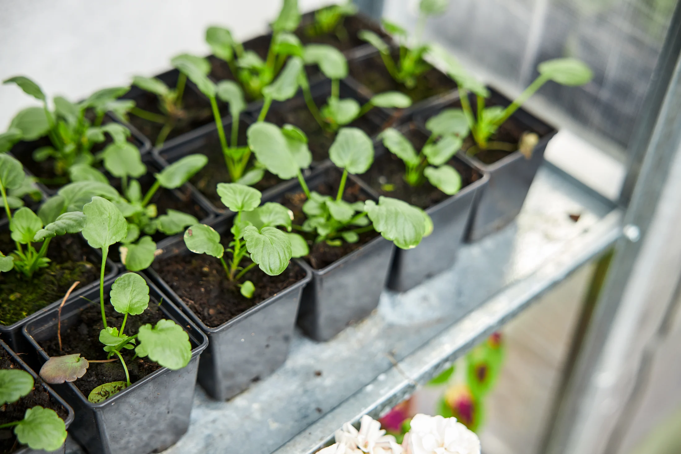 Hot Sale Wexthuset Store -Hot Sale Wexthuset Store t2020 6949 blomsterlandet 201105 forodling87551