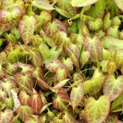 Taggig Sockblomma 'Frohnleiten', 3-pack -Hot Sale Wexthuset Store taggig sockblomma frohnleiten 2