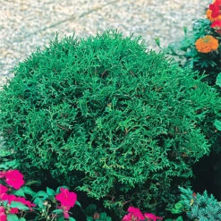 Dvärgtuja 'Tiny Tim' 25-30 Cm