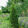Tuja 'Smaragd' 50-60 Cm -Hot Sale Wexthuset Store thuja occidentalis smaragd