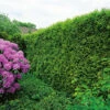 Tuja 'Smaragd' 50-70 Cm, 100-pack -Hot Sale Wexthuset Store thuja occidentalis smaragd hackvaxt 1