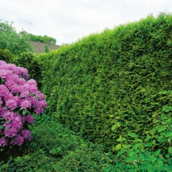 Tuja 'Smaragd' 50-70 Cm, 100-pack