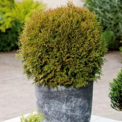 Klottuja 'Danica' 20-25 Cm -Hot Sale Wexthuset Store thuja occidentlis danica i kruka