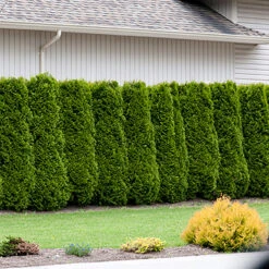 Thuja Brabant 100-125 Cm, 100-pack -Hot Sale Wexthuset Store thujahack 3