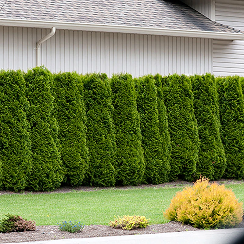 Thuja Brabant 15-40 Cm, 100-pack 5 Thuja Brabant 15-40 Cm, 100-pack - Image 3