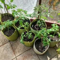 Odlingssäck Vigoroot Potato/Tomato -Hot Sale Wexthuset Store tomatodling i vigoroot sackar 1