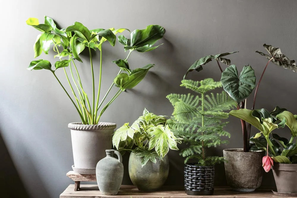 Hot Sale Wexthuset Store 30 Hot Sale Wexthuset Store -Hot Sale Wexthuset Store