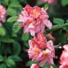 Trädgårdsazalea 'Knaphill Cecilie'