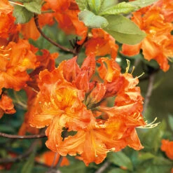 Trädgårdsazalea 'Knaphill Gibraltar'