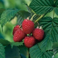 Trädgårdshallon 'Heritage', 1-pack