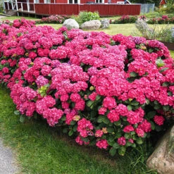 Trädgårdshortensia 'Summer Love'