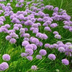 Trädgårdskantlök 'Millenium', 3-pack -Hot Sale Wexthuset Store tradgardskantlok millinium 3