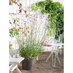 Trådkorg Korbo Classic 50 L, Galvaniserad -Hot Sale Wexthuset Store tradkorg classic 50 l galvaniserad med odlingssack