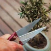 Formklippningssax, Mini -Hot Sale Wexthuset Store trimsax herb bonsai snips.blad