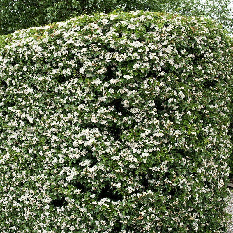 Trubbhagtorn, 50-80 Cm 10-pack 4 Trubbhagtorn, 50-80 Cm 10-pack - Image 2