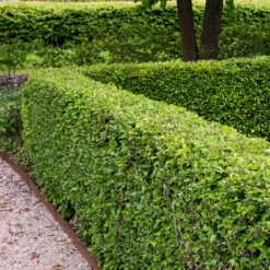 Trubbhagtorn, 50-80 Cm 100-pack