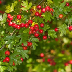 Trubbhagtorn, 50-80 Cm 10-pack 7 Trubbhagtorn, 50-80 Cm 10-pack -Hot Sale Wexthuset Store trubbhagtorn 50 80 cm 3 1