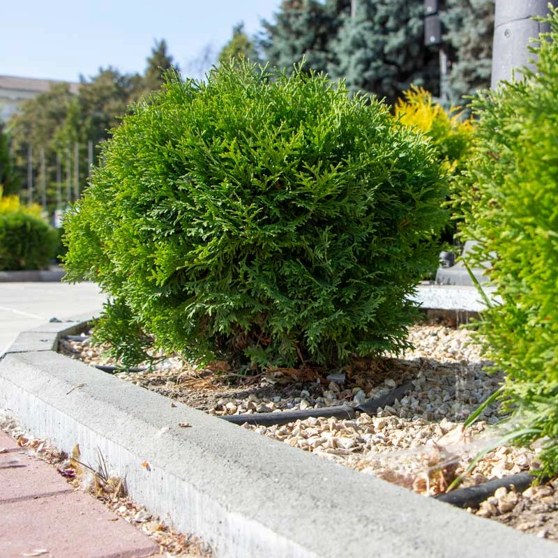 Tuja 'Little Giant', 1-pack 4 Tuja 'Little Giant', 1-pack - Image 2