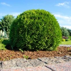 Tuja 'Little Giant', 1-pack