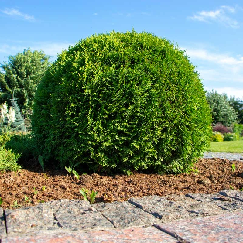 Tuja 'Little Giant', 1-pack 3 Tuja 'Little Giant', 1-pack