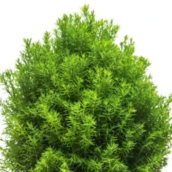 Tuja 'Teddy', 10-pack -Hot Sale Wexthuset Store tuja teddy 2