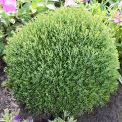 Tuja 'Teddy', 1-pack -Hot Sale Wexthuset Store tuja teddy 3 2