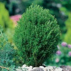 Tuja 'Teddy', 1-pack