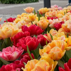 Tulpan 'Foxtrot' Mix