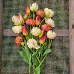 Tulpanmix 'Terracotta Breeze', 28 Lökar