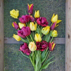 Tulpanmix 'Her Choice', 34 Lökar