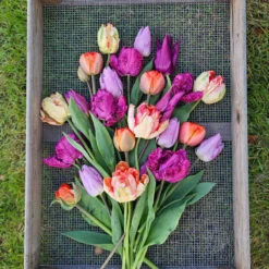 Tulpanmix 'Painted Love', 35 Lökar