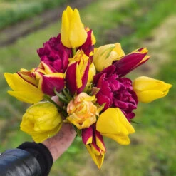 Tulpanmix 'Her Choice', 34 Lökar -Hot Sale Wexthuset Store tulpanmix her choice bukett