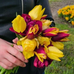 Tulpanmix 'Her Choice', 34 Lökar -Hot Sale Wexthuset Store tulpanmix her choice bukett2
