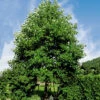 Tulpanträd, Liridendron Tulipifera 2 Tulpanträd, Liridendron Tulipifera -Hot Sale Wexthuset Store tulpantrad liridendron tulipifera