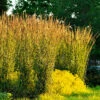 Tuvrör, 'Karl Foerster' -Hot Sale Wexthuset Store tuvror calamagrostis acutiflora karl foerster