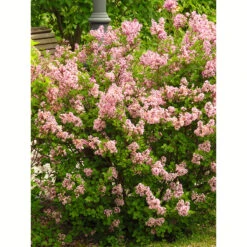 Ungersk Syren 30-50 Cm, 10-pack -Hot Sale Wexthuset Store ungersk syren syringa josikaea 50 80 cm