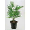 Väderkvarnspalm, 30-40 Cm -Hot Sale Wexthuset Store vaderkvarnspalm 50 60 cm
