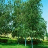 Vårtbjörk 60-100 Cm, 100-pack -Hot Sale Wexthuset Store vartbjork betula pendula 1