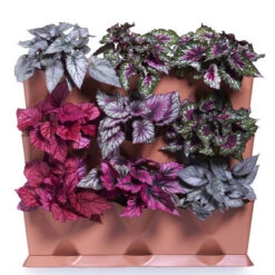 Minigarden Vertical Växtvägg, Svart -Hot Sale Wexthuset Store vertical minigarden vaggodling med bladbegonior 2