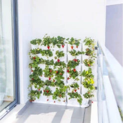 Minigarden Corner Vertikalodling, Grön -Hot Sale Wexthuset Store vertikalodling i vaggodlingssystem med jordgubbar 2
